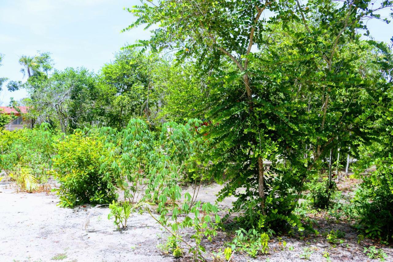 Palmento Grove Garifuna Eco-Cultural & Healing Institute ホプキンズ エクステリア 写真